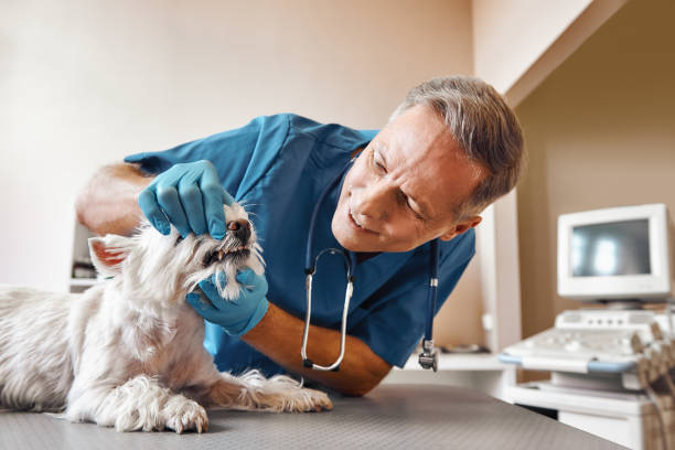Best Emergency Root Canal Treatment in Elgin, SC